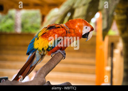 Ara Papagei auf einen Ast. Schöne farbige Papagei. Roter ara Papagei. Ara macao Stockfoto