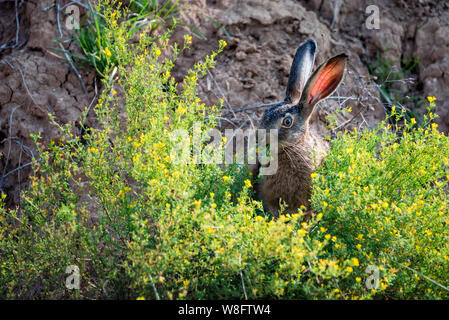 Close up Angst europäischen Hase oder Lepus europaeus in der Natur Stockfoto