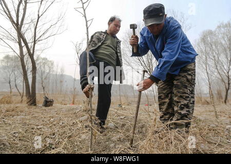 Armlose Chinese Jia Wenqi, links, mit seinem Fuß ein Bäumchen gepflanzt werden als seinem blinden Freund Jia Haixia Hämmer ein Bügeleisen Stick ein Loch zu halten Stockfoto