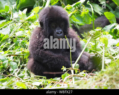 Wild Mountain Gorilla Baby Afrika Stockfoto