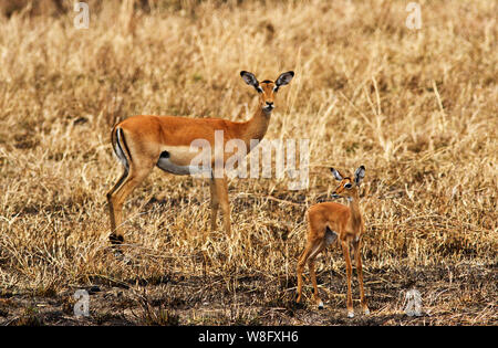 Eine sehr junge impala Lamm mit seiner Mutter. Impala sind ein klassisches Beispiel des synchronisierten Zucht als die Weibchen alle produzieren ihre Jungen in ein paar Tagen. Stockfoto