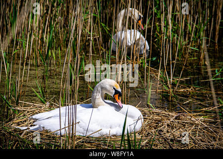 White Swan sitzen auf Nisten und Brüten Eier, während der Partner steht Wache in Broadland Schilf. Stockfoto