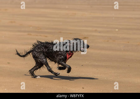 Ein shaggy nasser Hund auf der Jagd nach einem Ball am Strand Stockfoto