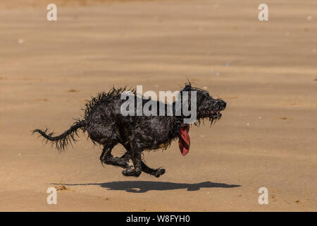 Ein shaggy nasser Hund auf der Jagd nach einem Ball am Strand Stockfoto