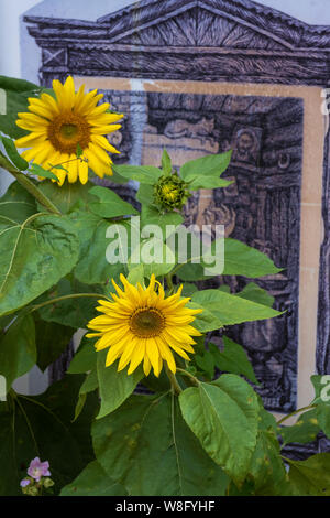 Zwei helle gelbe Sonnenblumen mit grünen Blättern, Nahaufnahme. Stockfoto
