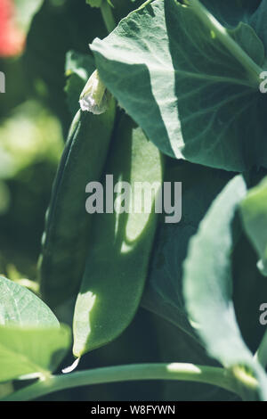 Lifestyle Bild von Garten Erbsen wachsen auf der Anlage mit Sommer Schatten spielen über die Blätter und Pod Stockfoto