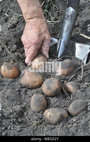 Die Gardener's Hände pflücken frische organische Kartoffeln in das Feld Stockfoto