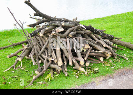 Stapel von gesägtem Holz und Ästen. Querschnitt birke Baumstämmen. Holz Hintergrund.log Haufen in einem Camp im Park. Stockfoto