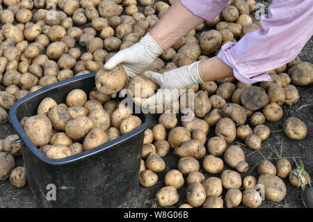 Der Gärtner die Hände oben Hinzufügen frisch geernteten Bio Kartoffeln Stockfoto