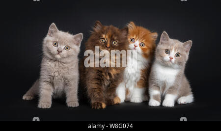 Reihe von bunten Wurf von Britisch Langhaar und Kurzhaar Kätzchen, sitzen vor der Kamera. Schauen neugierig auf Viewer. Auf schwarzem Hintergrund isoliert. Stockfoto