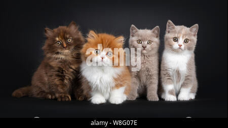 Reihe von bunten Wurf von Britisch Langhaar und Kurzhaar Kätzchen, sitzen vor der Kamera. Schauen neugierig auf Viewer. Auf schwarzem Hintergrund isoliert. Stockfoto