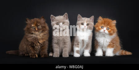 Reihe von bunten Wurf von Britisch Langhaar und Kurzhaar Kätzchen, sitzen vor der Kamera. Schauen neugierig auf Viewer. Auf schwarzem Hintergrund isoliert. Stockfoto
