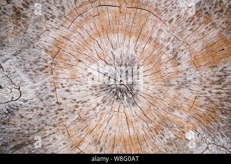 Holz Textur Hintergrund. Oberfläche von Holz mit der Natur Farbe und Muster. Querschnitt durch einen Schnitt am Ende Holz- Strukturierte anmelden. Stockfoto