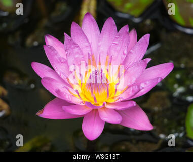 Nahaufnahme von einem brillanten farbigen Seerose. Stockfoto