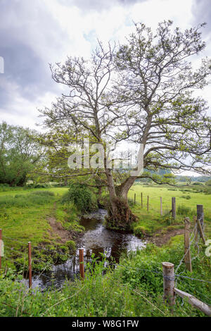 Blick auf die Landschaft, mit einem Baum von einem Bach im unteren Test Sümpfe im Test Tal entlang des Test Weise, Familiars, Redbridge, Southampton, Hampshire Stockfoto