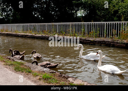 Höckerschwäne auf dem Grand Union Canal auf das Aquädukt über den Fluss Avon, Warwick, Warwickshire, England, Großbritannien Stockfoto