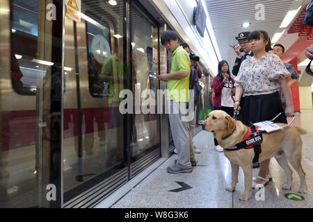 Blindenhund Zi lange Wartezeiten für eine U-Bahn mit seinem Besitzer Wu Wenhao an der U-Bahnstation in Peking, China, 1. Mai 2015. Beijing am Freitag (1. Mai 2015) Stockfoto