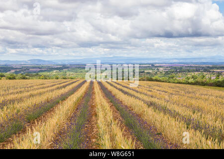 Lavendel und Weizenfeld auf dem Plateau de Valensole, Provence, Frankreich. Stockfoto