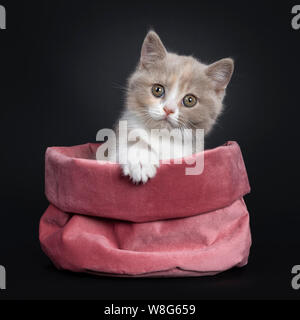 Süße Creme lila mit weißen Britisch Kurzhaar Katze Kätzchen, Sitzen, Front in rosa Samtbeutel. Auf Kamera mit grünliche Augen. Isoliert auf Stockfoto
