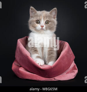 Süße Creme lila mit weißen Britisch Kurzhaar Katze Kätzchen, Sitzen, Front in rosa Samtbeutel. Auf Kamera mit grünliche Augen. Isoliert auf Stockfoto