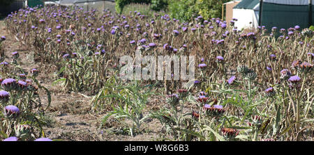 Bereich der ausgereifte Artischocken mit Lila und Blau Blumen Stockfoto