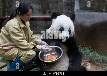 Ein chinesischer Mitarbeiter Feeds 35-jährige weibliche Panda Basi mit Futter auf der Fuzhou Giant Panda Forschungszentrum in Fuzhou city, Südosten Chinas F Stockfoto