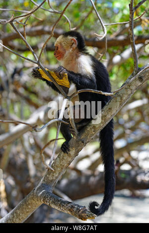 Eine white-headed Kapuziner Affen (Cebus capucinus) essen Obst auf einem Baum auf der Halbinsel Papagayo, Guanacaste, Costa Rica Stockfoto