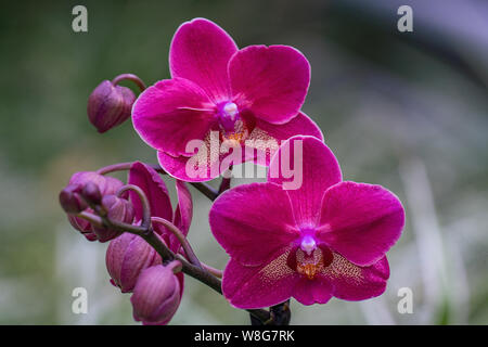 Detaillierte in der Nähe von Magenta Orchidee Blumen mit einem verschwommenen bokeh Hintergrund Stockfoto
