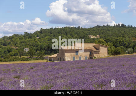 Lavendelfelder in der Nähe von Sault, Provence, Frankreich. Stockfoto