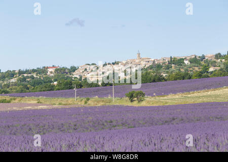 Lavendelfelder in der Nähe von Sault, Provence, Frankreich. Stockfoto