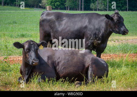 Black Angus Rinder auf eine Georgia Farm Stockfoto