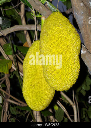 Jackfruit Ernte (artocarpus Heterophyllus) in Kochi, Kerala, Indien Stockfoto