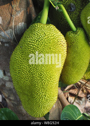 Jackfruit Ernte (artocarpus Heterophyllus) in Kochi, Kerala, Indien Stockfoto