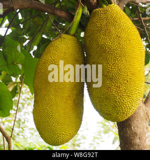 Jackfruit (artocarpus Heterophyllus) in Kochi, Kerala, Indien. Close-up Stockfoto