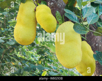 Jackfruit (artocarpus Heterophyllus) in Kochi, Kerala, Indien Stockfoto