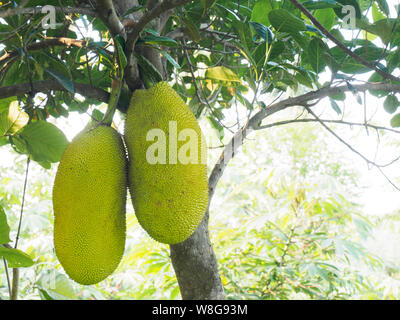 Jackfruit Ernte (artocarpus Heterophyllus) in Kochi, Kerala, Indien Stockfoto