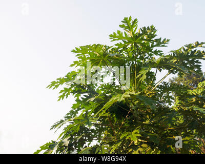 Papaya Baum gegen einen bewölkten Himmel in Kochi, Kerala, Indien Stockfoto