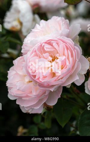 Nahaufnahme einer schönen blass rosa Strauchrose. Eine David Austin Rose namens Rosa Gentle Hermine blüht in einem englischen Garten, England, Großbritannien Stockfoto