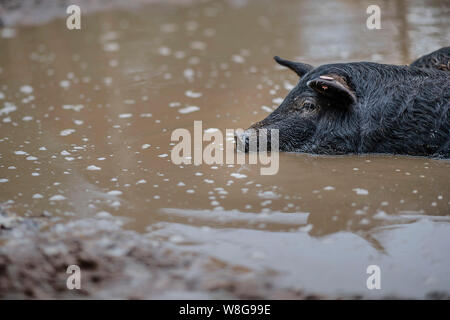 Eine königliche Jabali hog Abkühlung im schlammigen Wasser Stockfoto