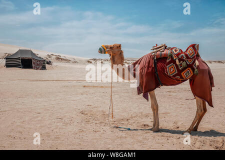 Doha Sea Line, Katar April 2019 Camping in Wüste, Kamel mit Wüstenzelt am seline Strand Stockfoto