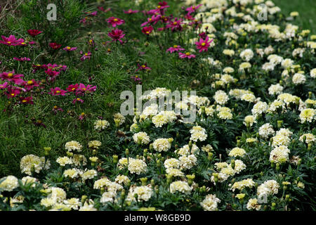 Blumenbeet im Stadtpark. Eine schöne Kombination aus hellen Rosa cosmea und Sahne Ringelblumen landscape Design Stockfoto