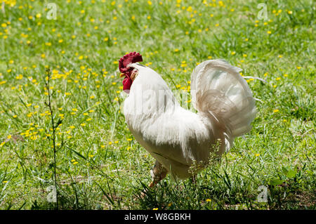 Ein Hahn frei Walkabout der Wiesen und Weiden in einer Farm Stockfoto