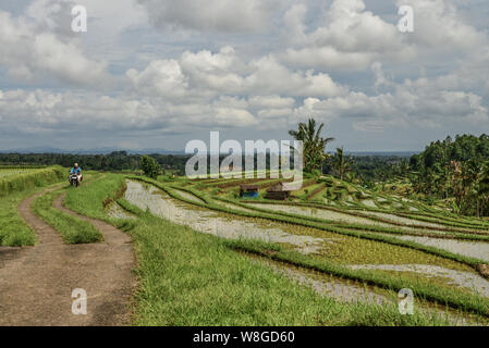 BALI, Indonesien - Januar 9, 2018: Der Mann mit dem Motorrad auf der grünen Reisfeldern auf der Insel Bali, in der Nähe von Ubud Jatiluwih, Indonesien Stockfoto