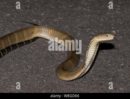 Königskobra (ophiophagus Hannah) der Weltgrößte giftige Schlange auf einer Straße in der Nacht, Kaeng Krachan NP Thailand Stockfoto