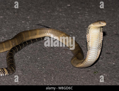 Königskobra (ophiophagus Hannah) der Weltgrößte giftige Schlange auf einer Straße in der Nacht, Kaeng Krachan NP Thailand Stockfoto