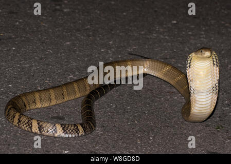 Königskobra (ophiophagus Hannah) der Weltgrößte giftige Schlange auf einer Straße in der Nacht, Kaeng Krachan NP Thailand Stockfoto