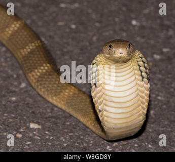 Königskobra (ophiophagus Hannah) der Weltgrößte giftige Schlange auf einer Straße in der Nacht, Kaeng Krachan NP Thailand Stockfoto