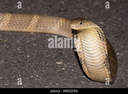 Königskobra (ophiophagus Hannah) der Weltgrößte giftige Schlange auf einer Straße in der Nacht, Kaeng Krachan NP Thailand Stockfoto