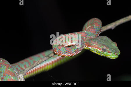 Wunderschöne Phuket Green Pit Viper (Ein älterer Name phuketensis) in einem Baum auf Phuket, Thailand. Stockfoto