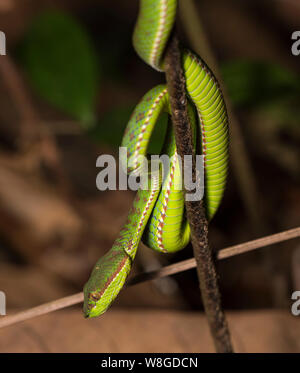 Wunderschöne Phuket Green Pit Viper (Ein älterer Name phuketensis) in einem Baum auf Phuket, Thailand. Stockfoto